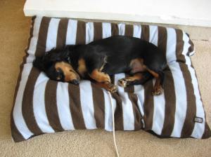 Mick in bed Napping after a busy morning