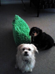 New plant in the office?