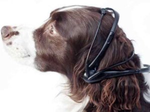 This dog is wondering who the hell wrapped this wired thing around his head.