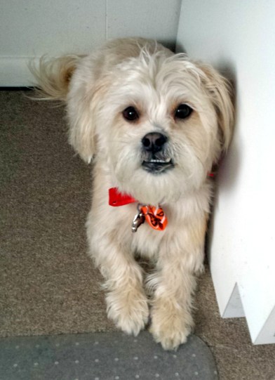 Rich groomed Feb 2015